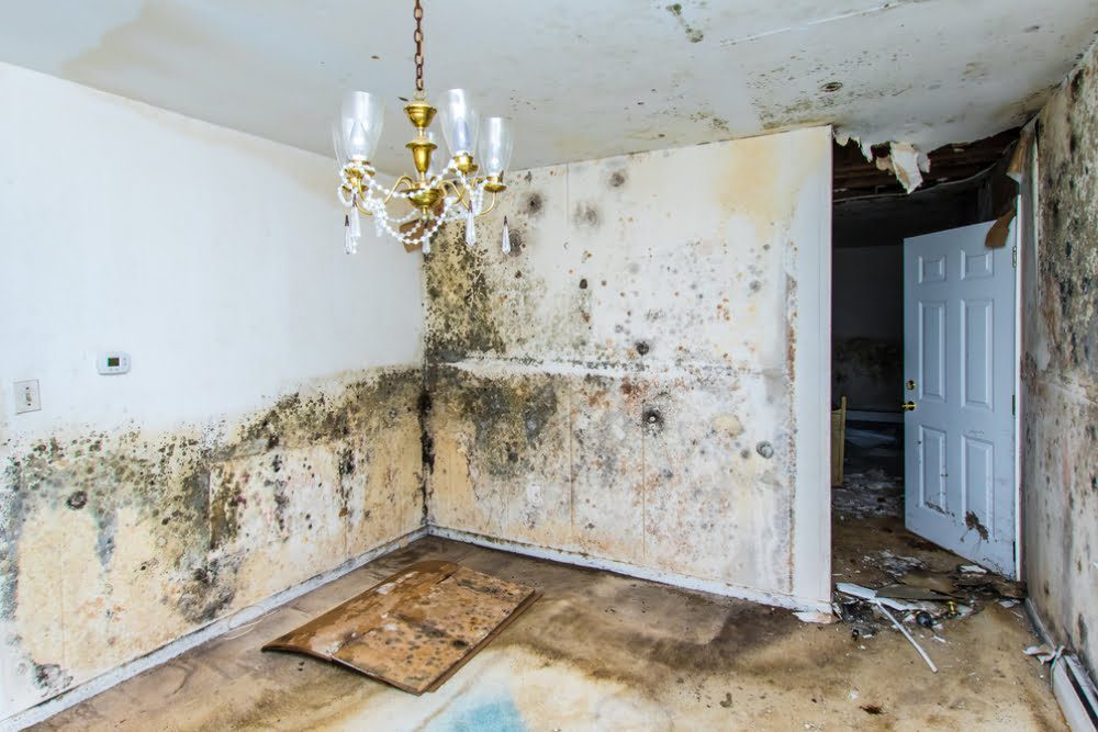 Mold Property Damage Attorneys How We Can Help PALUMBO LAW