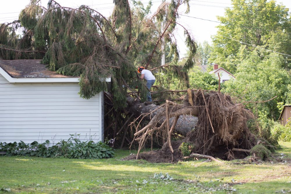 roof damage from tree that fell over during hurricane storm