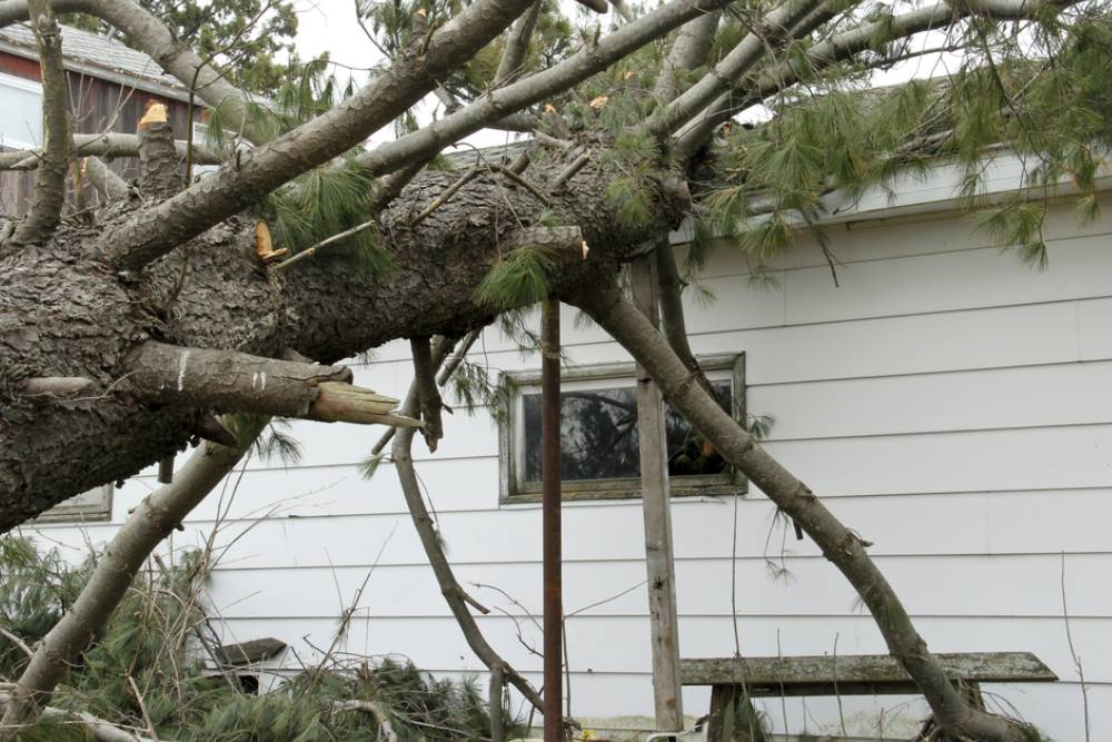 Pine tree snapped off and damages a house from Tornado storm and high wins
