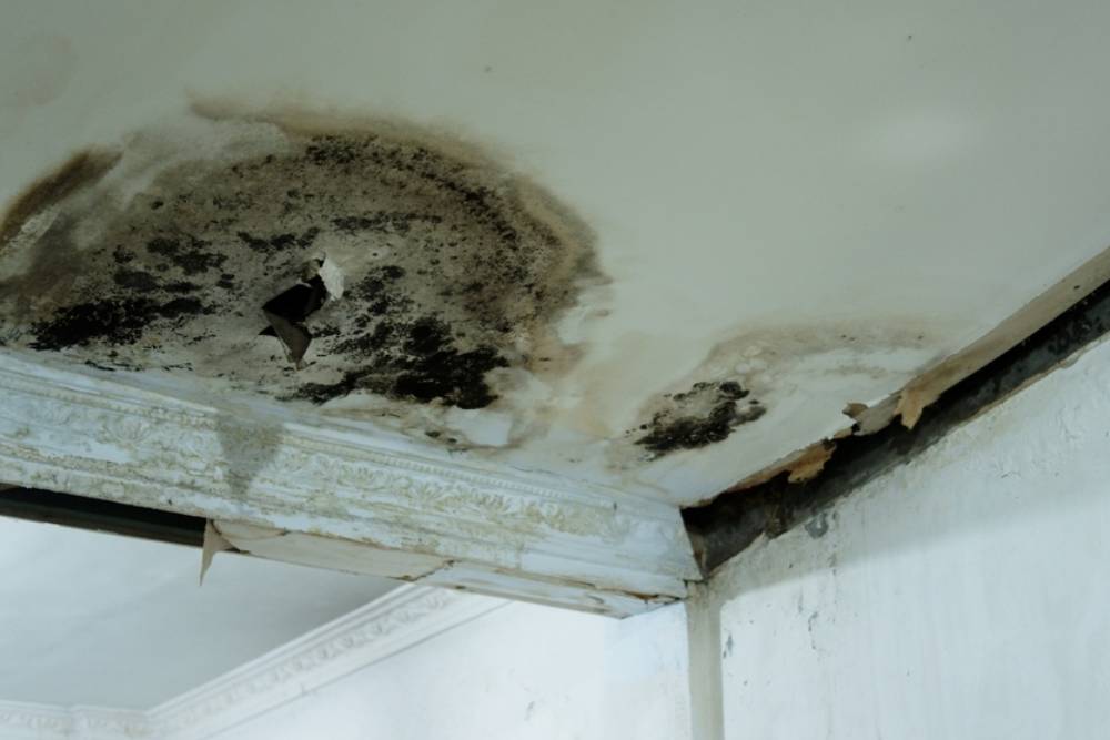 Wall mold and water leaks are common household problems that can affect health and structural integrity